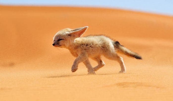 Raposa no Deserto