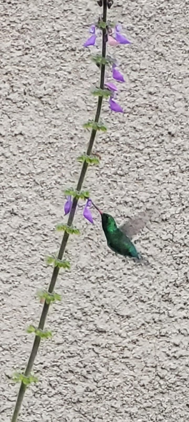 Percepções progressivas em relação à vacuidade - Sunyata