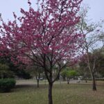 Aprofundando-me no Caminho