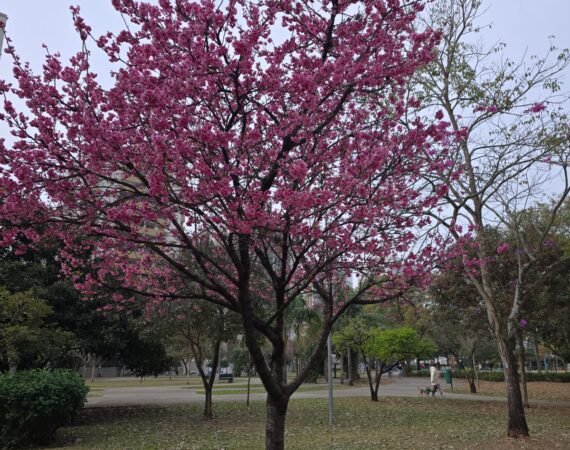 Aprofundando-me no Caminho