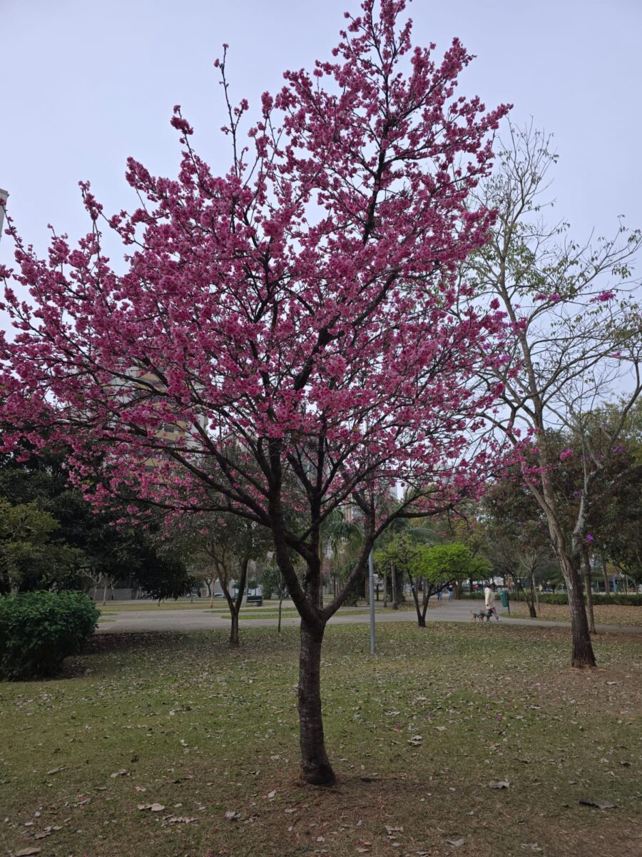Aprofundando-me no Caminho
